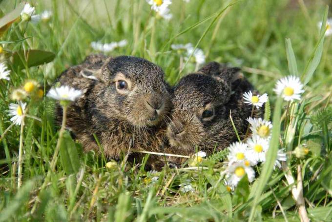 Unge sort-halede jackrabbits