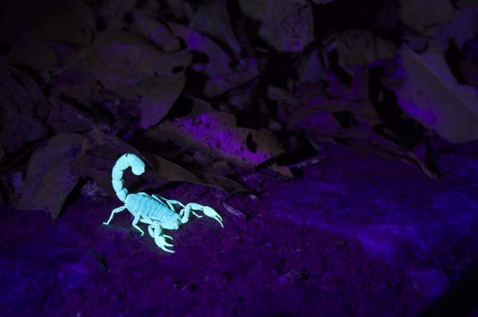 Skorpion glødende om natten.