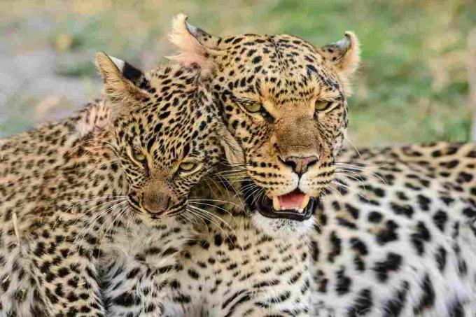 Portræt af leopard med leopard cub, Botswana